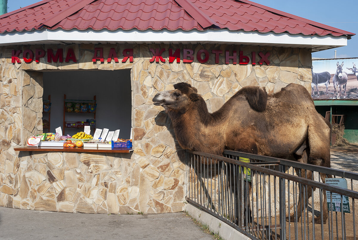 Сафари-парк 