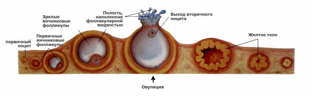 Недостаточность яичников