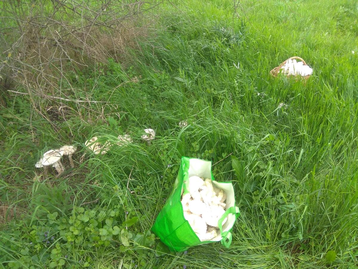 Вот так их собирают на Дону (фото пользователя Вячеслав)