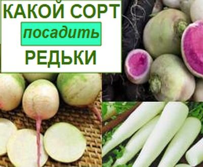 редька, какой сорт посадить