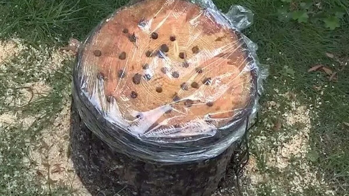 Вот так выглядит пень когда его "засолили".