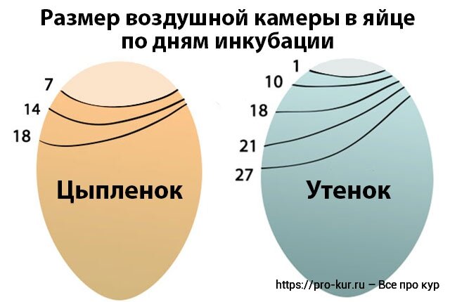 Процесс инкубации куриных яиц