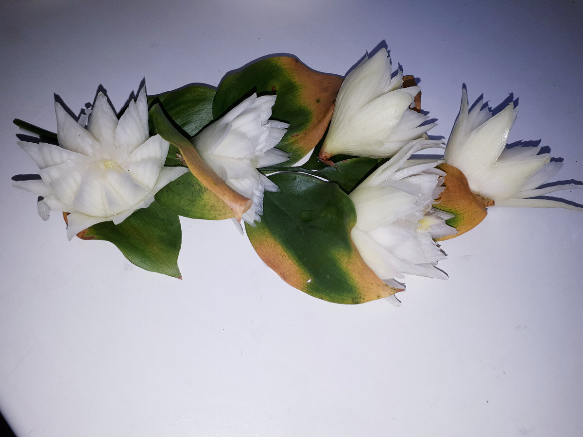 Карвинг из репчатого лука