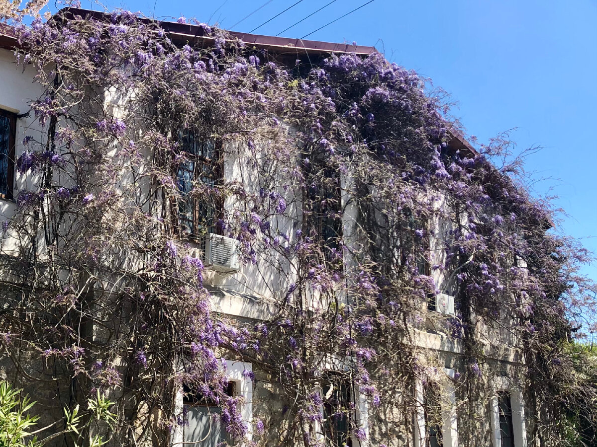 Субтропическая лиана - глициния