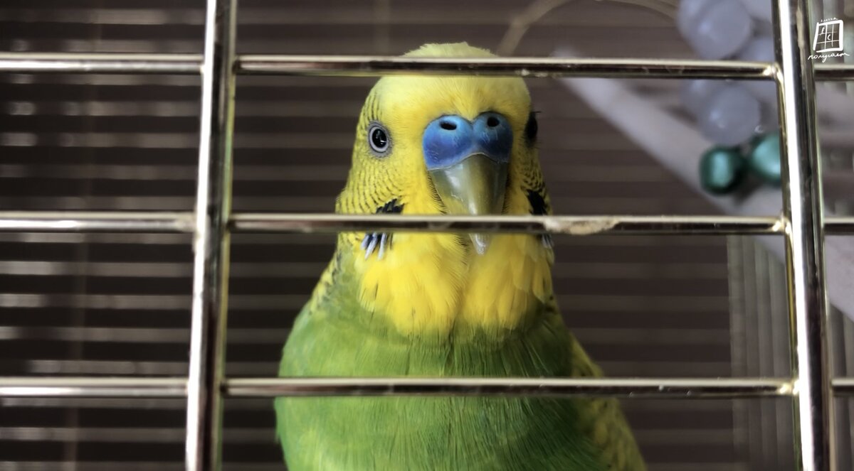 Видите реснички? Они есть, присмотритесь. 