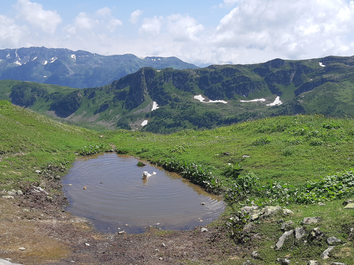 наш пес купается в горных озерах