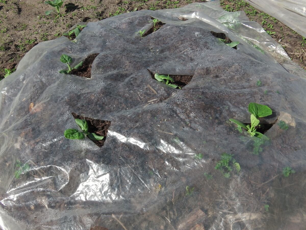 Высокая теплая грядка из компостной кучи. Фото автора