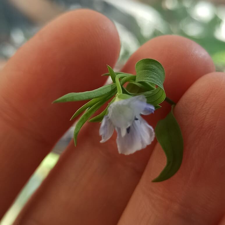 Цветок льна. Не помню, показывала или нет. Так что вот.