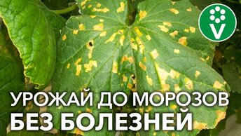 КАК Я СПАС ОГУРЦЫ ОТ ПЕРОНОСПОРОЗА без чудо-средств, а доступными продуктами