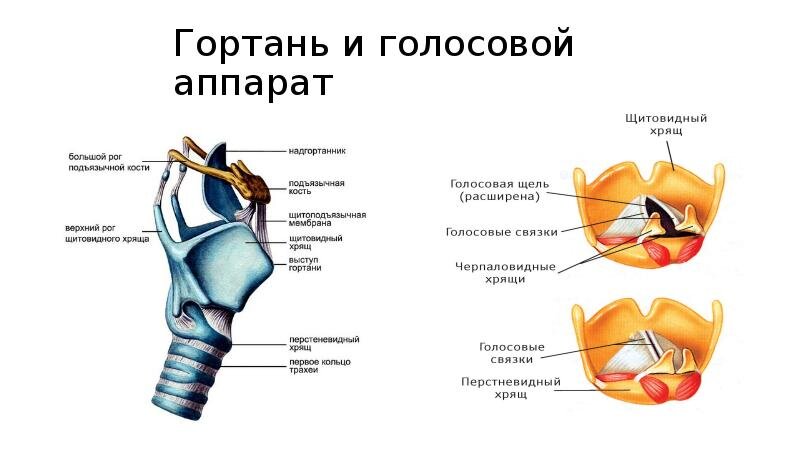 Атлас анатомии полости рта