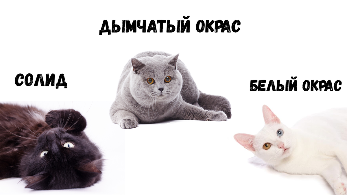 ВИДЫ ОКРАСОВ КОШЕК И КОТОВ | Pet Fabric | Дзен