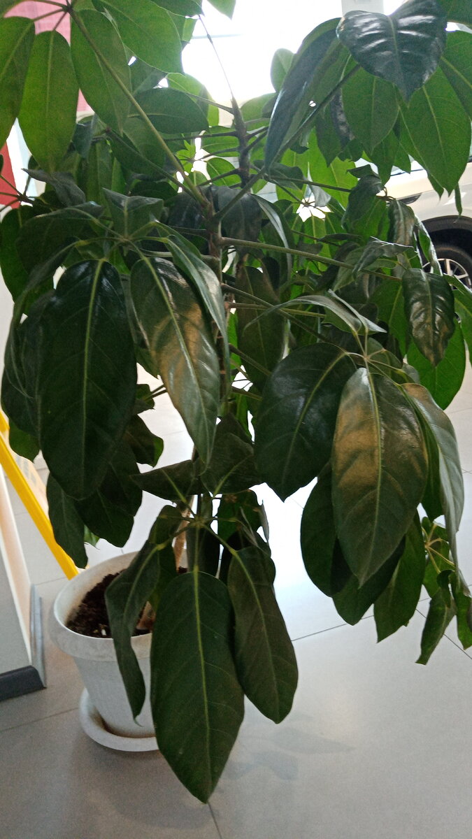 Шефлера, таким я его увелела впервые и сразу влюбилась