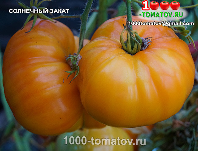 Томат Солнечный закат Sunset  фото 1