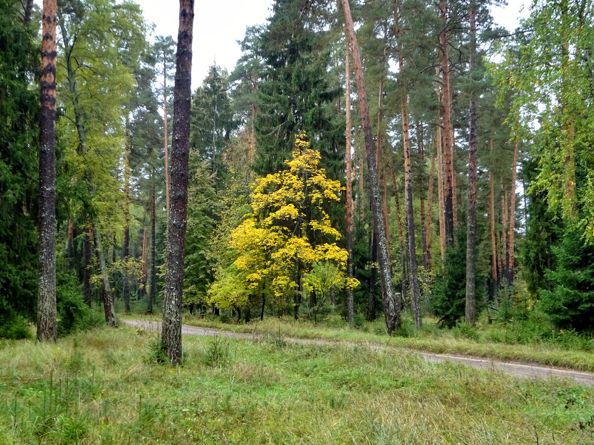 Грунтовая дорога к дачам