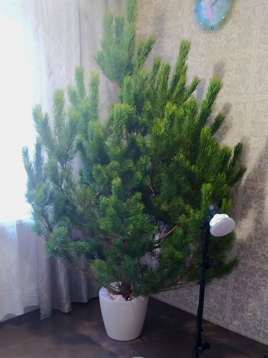 Чаще всего мы ставим сосну, а не ель. Вот такая пышная красавица стояла у нас в прошлом году. Моя бы воля — я бы на нее игрушки вообще не вешала. По мне — так она и без игрушек очень красивая!
