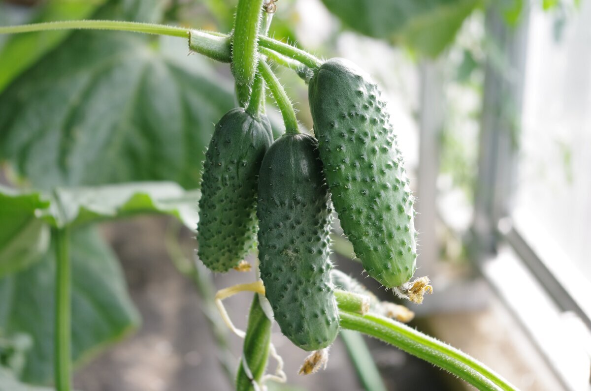 огурец стартап