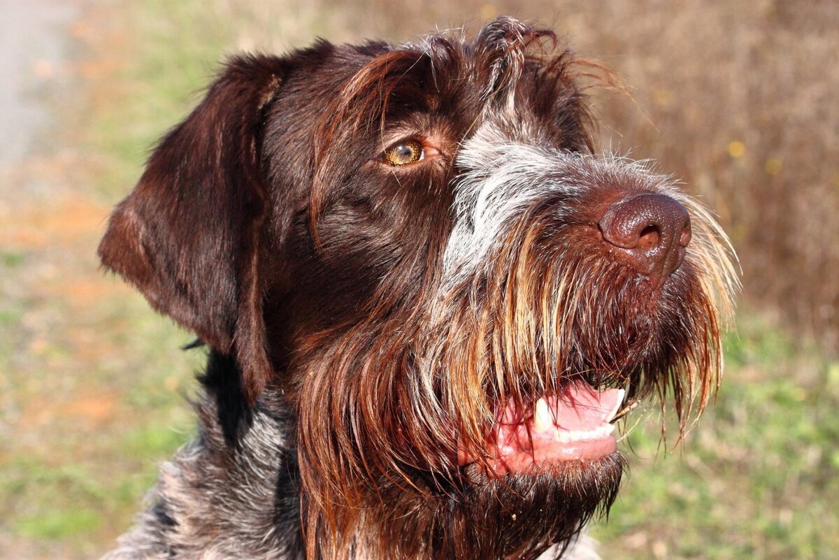 Жесткошерстный гриффон Корталса