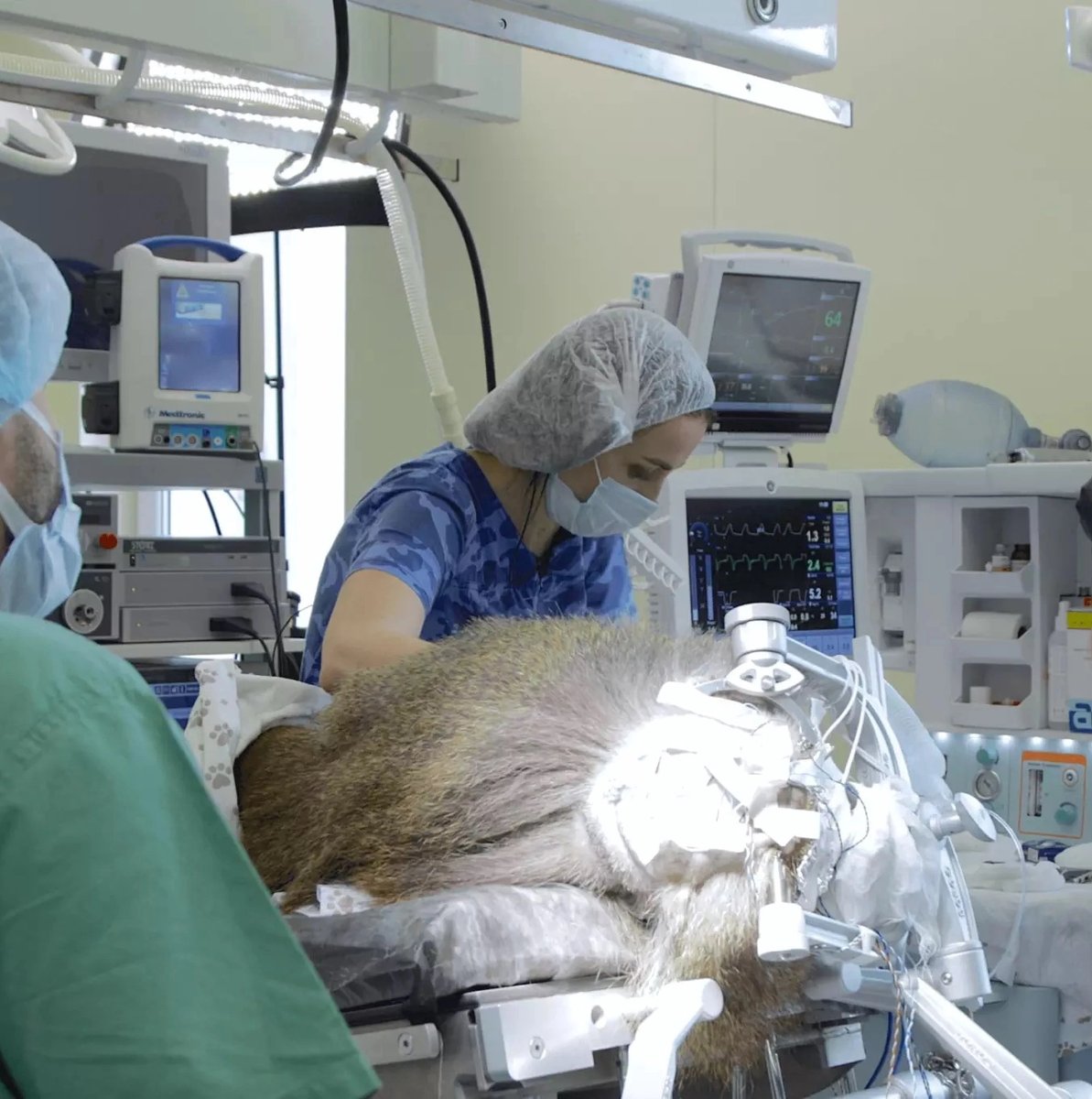 Российские учёные впервые установили обезьяне зрительный нейроимплант, позволяющий видеть без глаз

Разработка, получившая название ELVIS, позволяет видеть без глаз - изображение с камер транслируется прямо в мозг. Согласно предварительным прогнозам, операция по установке нейроимпланта людям станет широко доступна в России в 2027 году. В ближайшее время установят нейроимплант десяткам обезьян и будут проводить серию поведенческих экспериментов. 
 
Нейроимплант стимулирует малыми токами зрительную кору мозга, где формируется предметное зрение. С помощью неё человек видит яркие вспышки - фосфены, формирующие зрительные образы. Микрокомпьютер обрабатывает с помощью нейросетей изображение с камер, расположенных на голове, выделяет контуры важных объектов и передаёт кадры прямо в мозг.