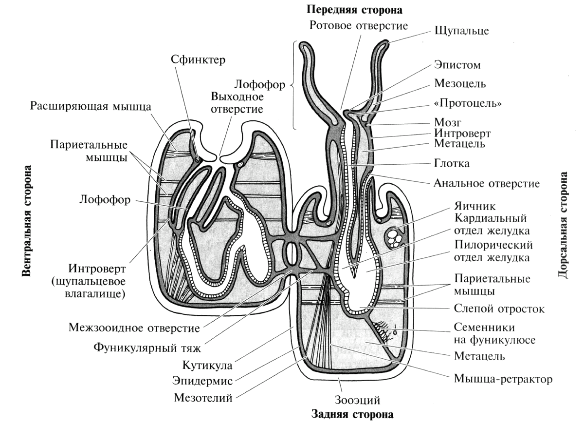 Строение двух соединяющихся автозооидов (Рупперт и др., 2004)