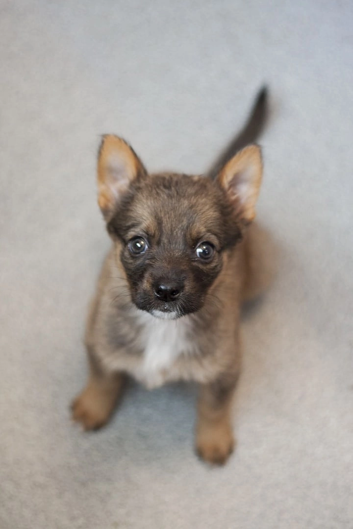 Щенок Рафаэлка в приюте