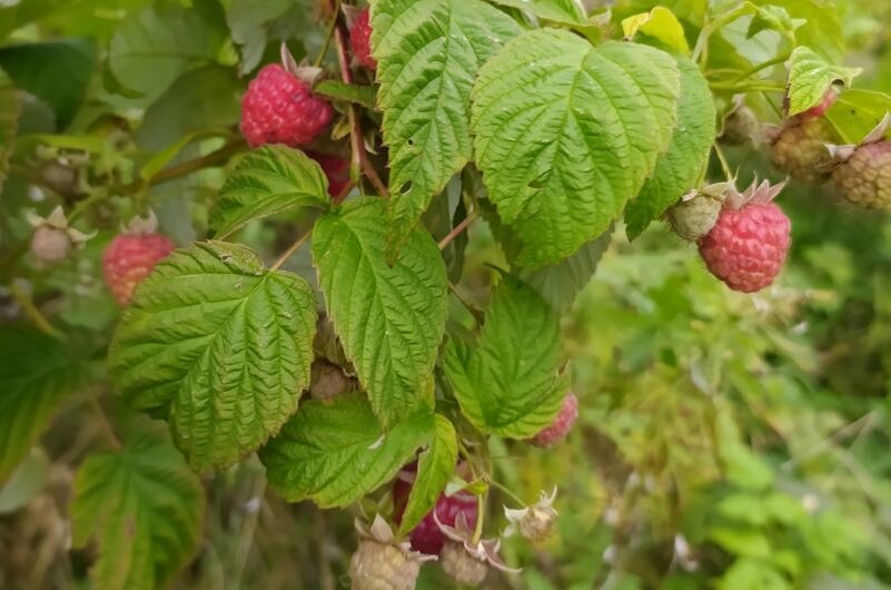 К чему снится малина крупная на кустах. Урожай малина база.