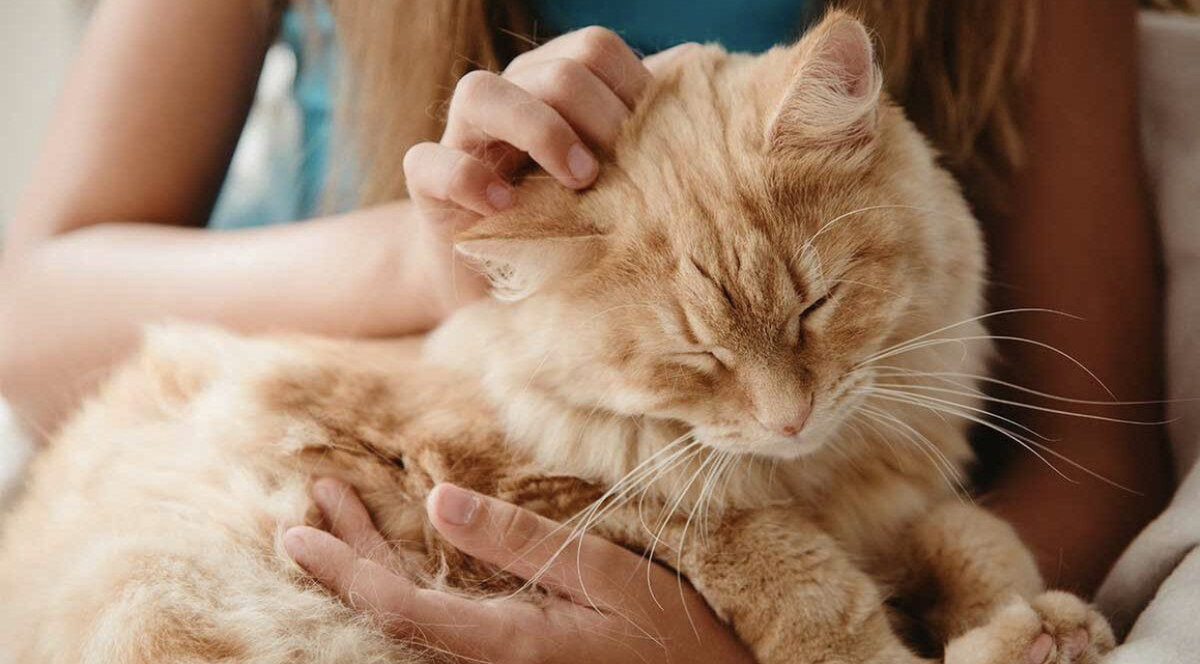 Яндекс Картинки.