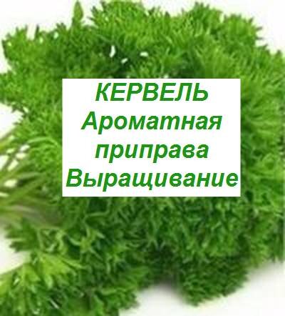 кервель ароматный