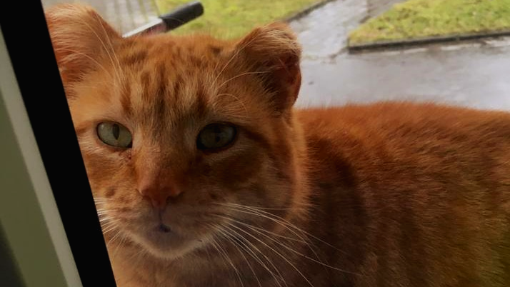 стерилизованная умная Рыжка