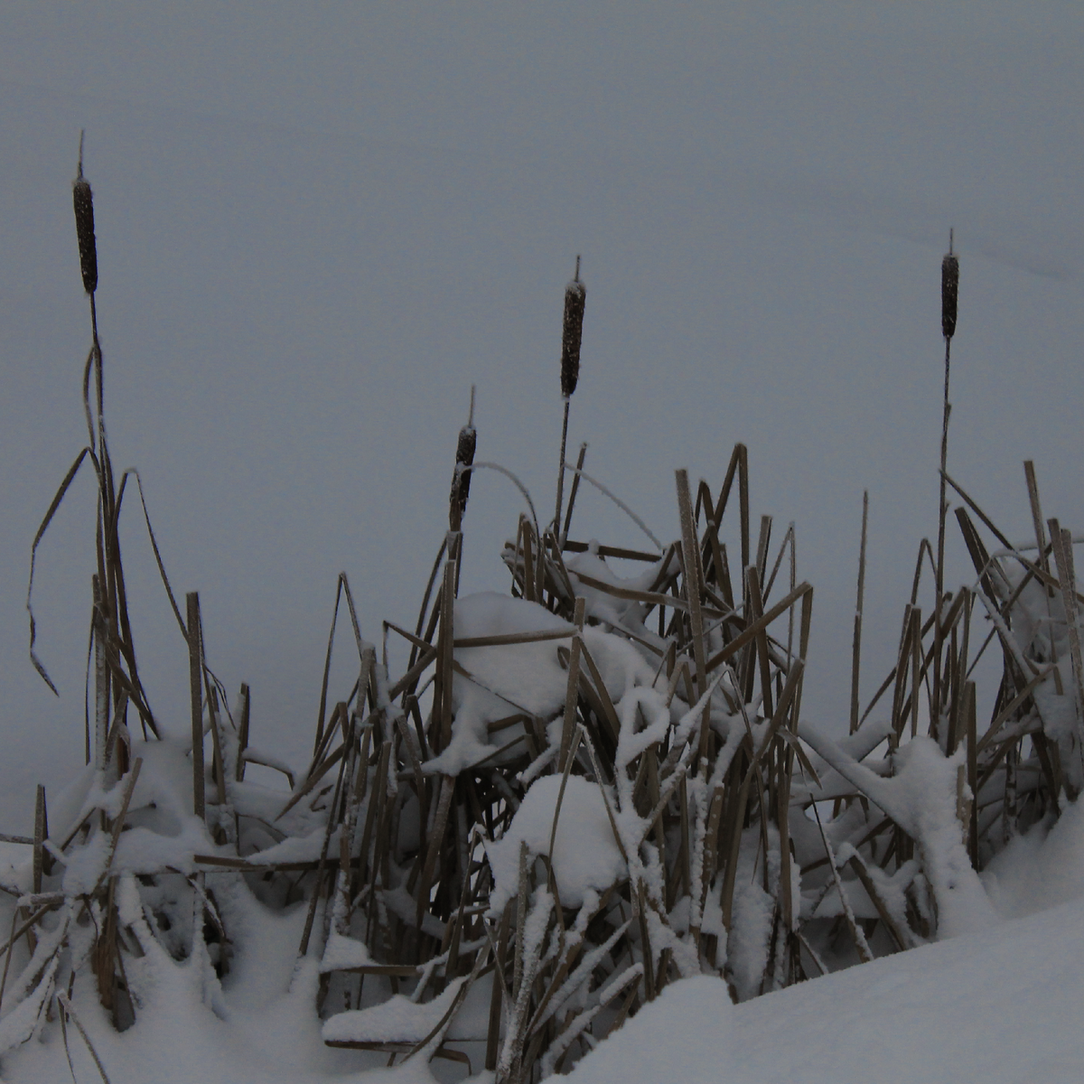 Заснеженный рогоз на улице Заводская