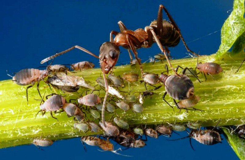 Приветствую, друзья! Не сомневаюсь, что борьба с муравьями как начинается в мае, так и продолжается до осени. Очень уж изобретательны муравьи в своей борьбе за жизнь.