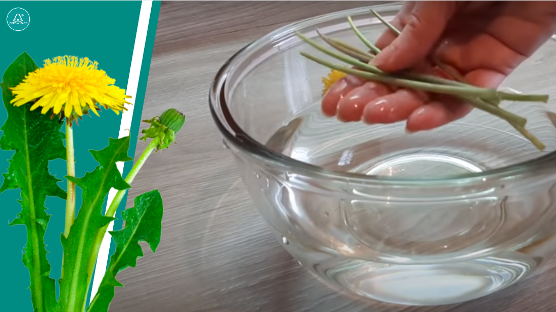 Цветы обрываем после промывания, чтобы сохранить все полезные свойства стеблей.