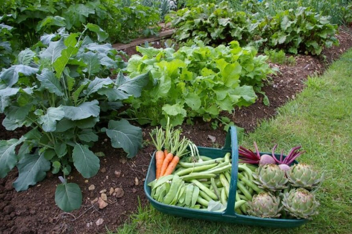 Фотография взята из источника flo.discus-club.ru 