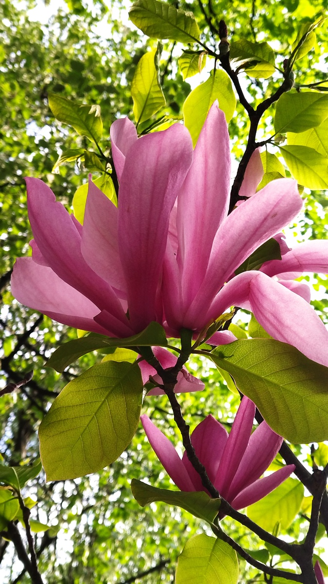 магнолия цветёт