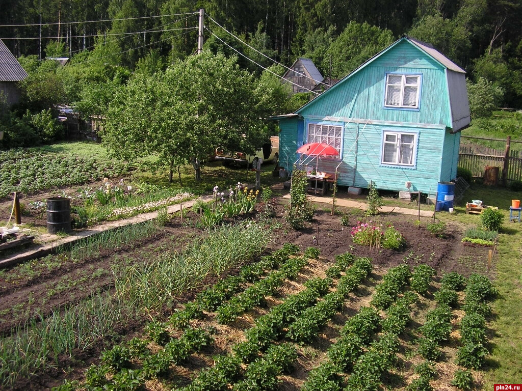 Дача нова фото. Дачная амнистия. Садоводческое, огородническое дачное. Садовый участок дачника. Садовые участки в собственность.