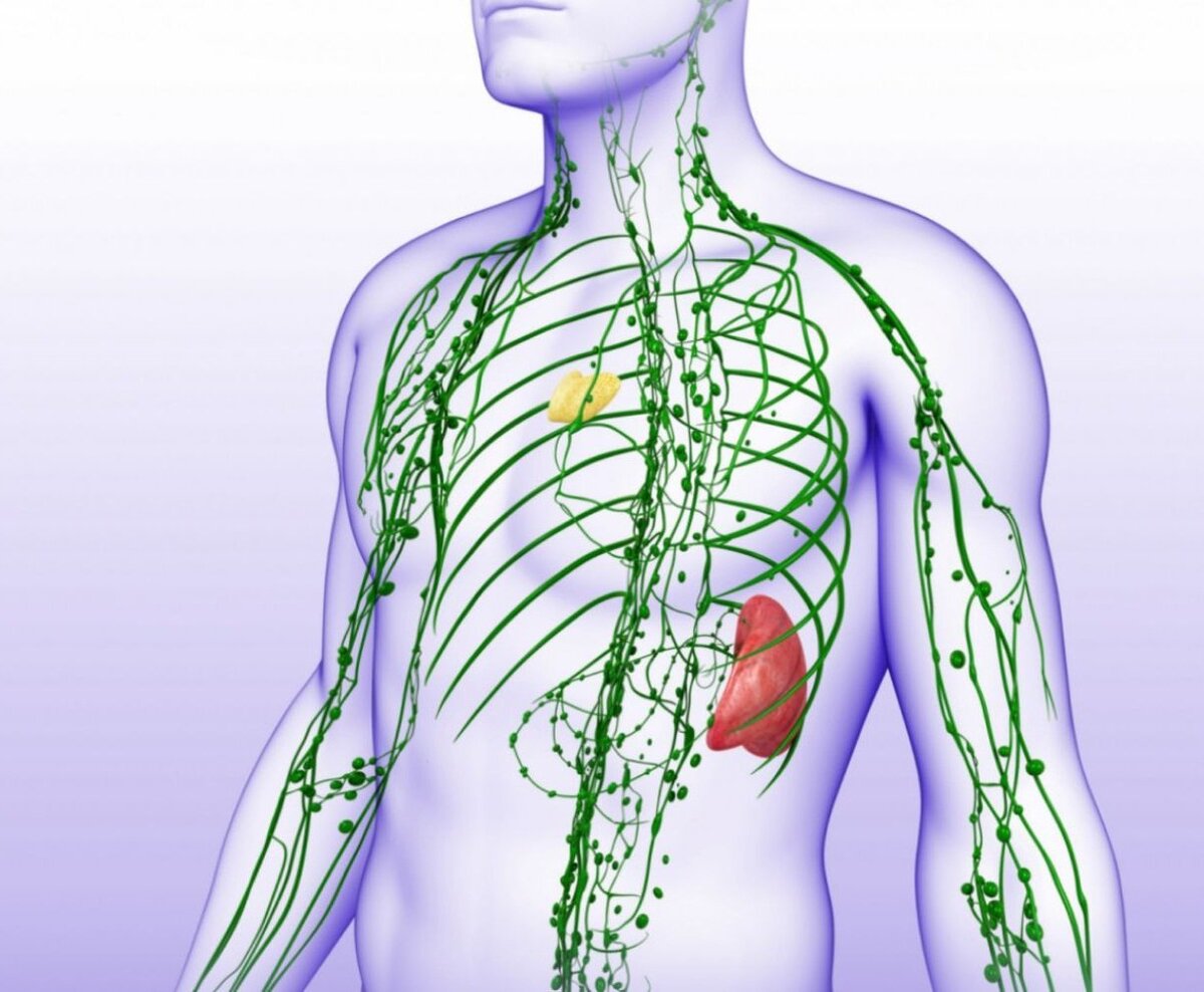 Сердце лимфатические сосуды. Лимфатическая система лимфоузлы. Лимфатическая система грудной клетки. Лимфатическая система на теле человека.