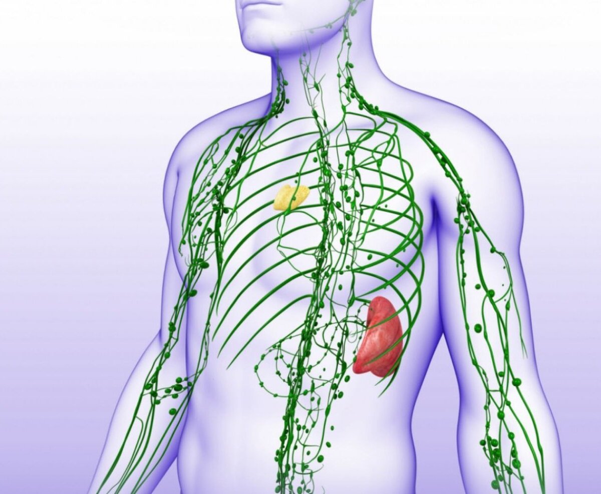 Лимфоузлы у человека. Лимфатическая система лимфоузлы. Лимфатическая система грудной клетки. Лимфатическая система на теле человека. Тимус лимфатическая система.
