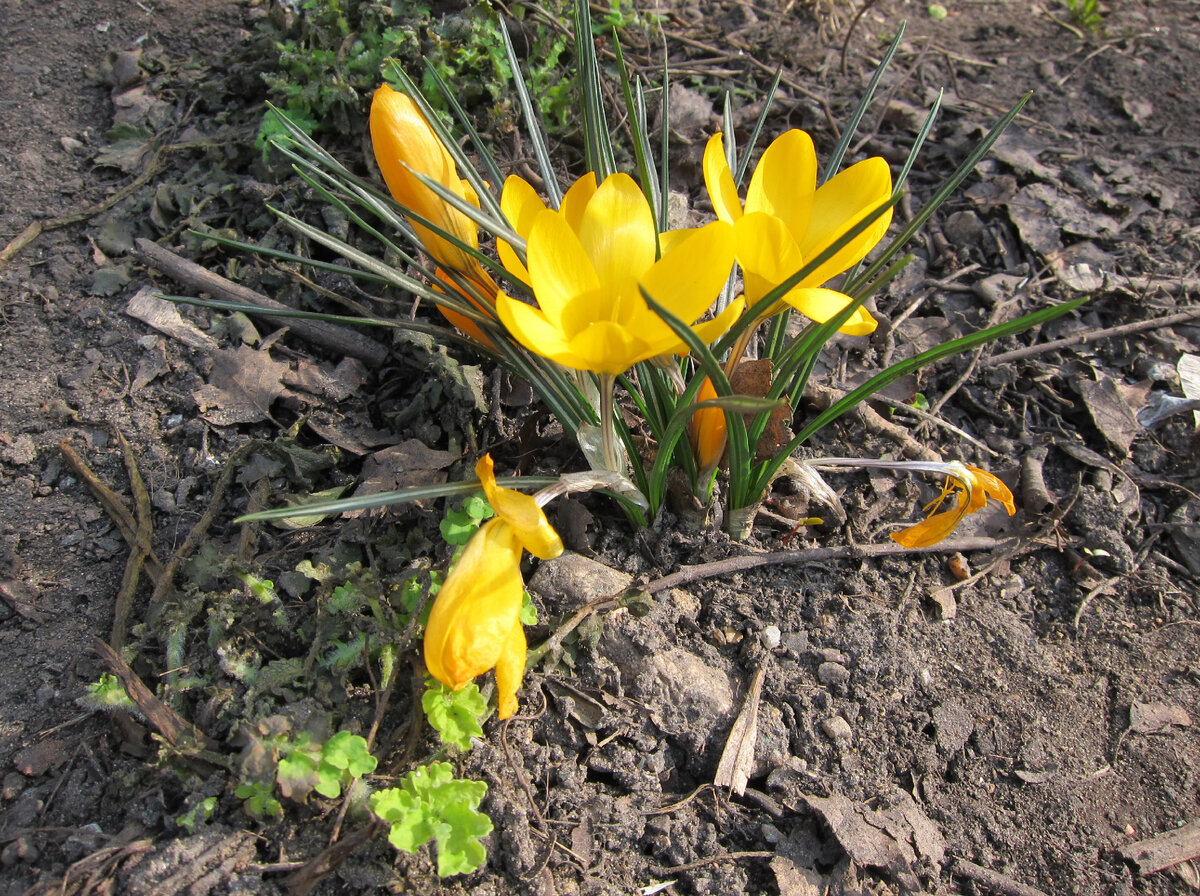 Крокусы (фото из личных архивов)