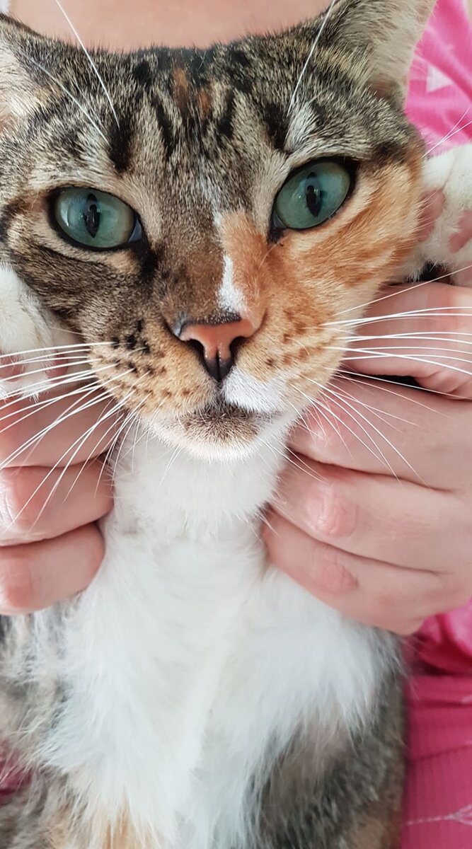 Мать-прародительница моего кошачьего семейства