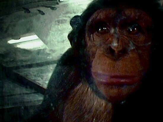     Кадр из х/ф 28 дней спустя, 2002 год, реж. Дэнни Бойл