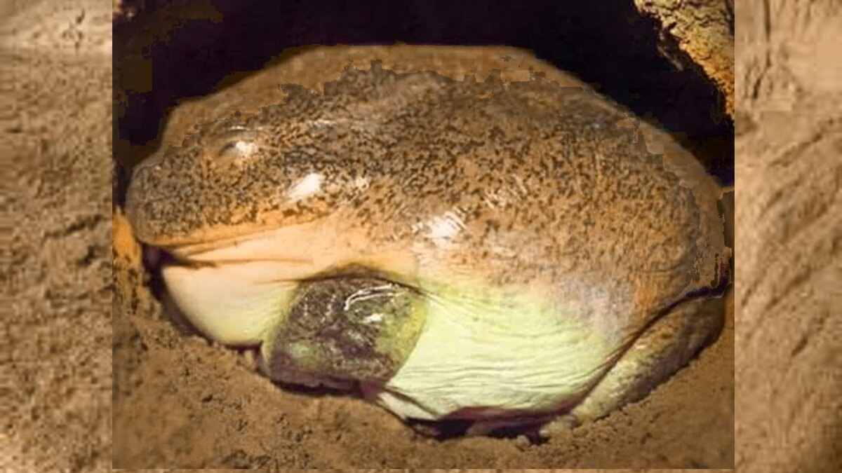 Австралийская пустынная жаба