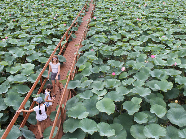 Экологическая тропа "Обретённая дельта". Источник фото: https://astrakhanzapoved.ru