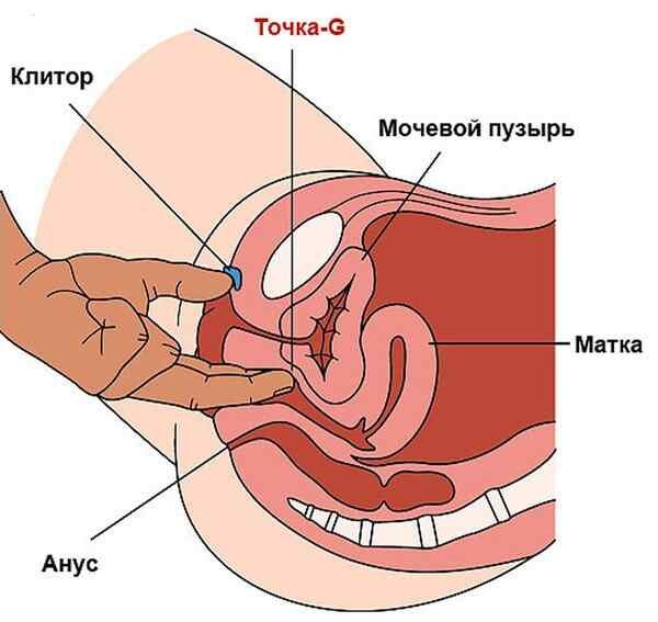 Точка G. Держу в курсе