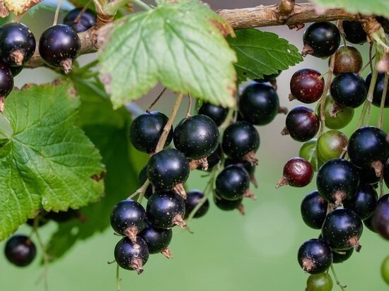     Photo by form PxHere