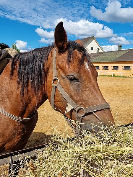Александр Мотин