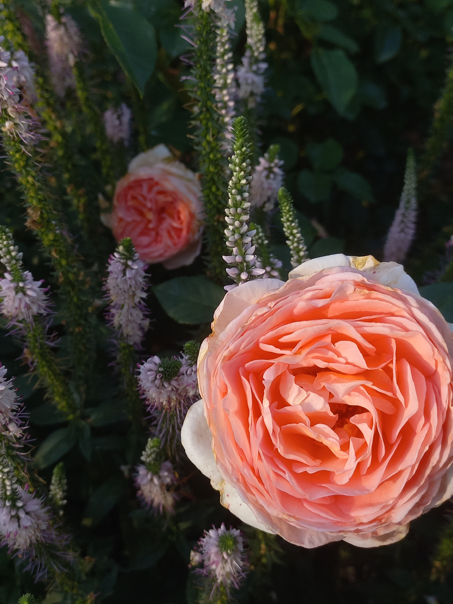 William Morris,Austin