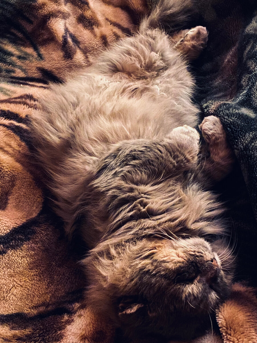 Филя дрыхнет на мне и тихонько мурлыкает. Везде фото автора.