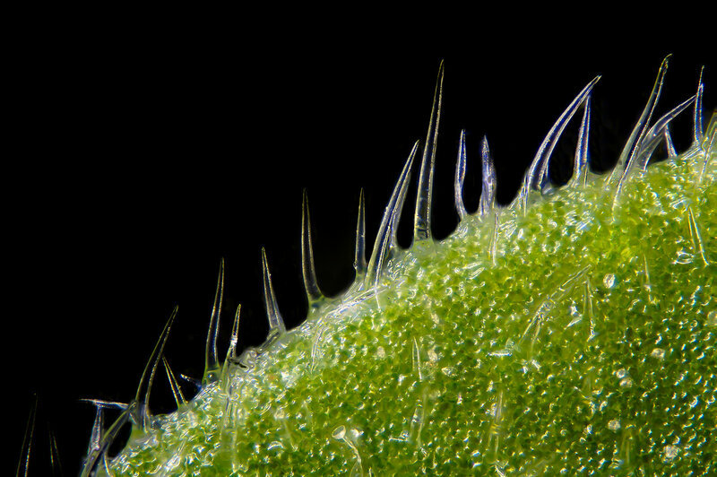 Лист крапивы под микроскопом. Жгучие волоски крапивы - трихомы.