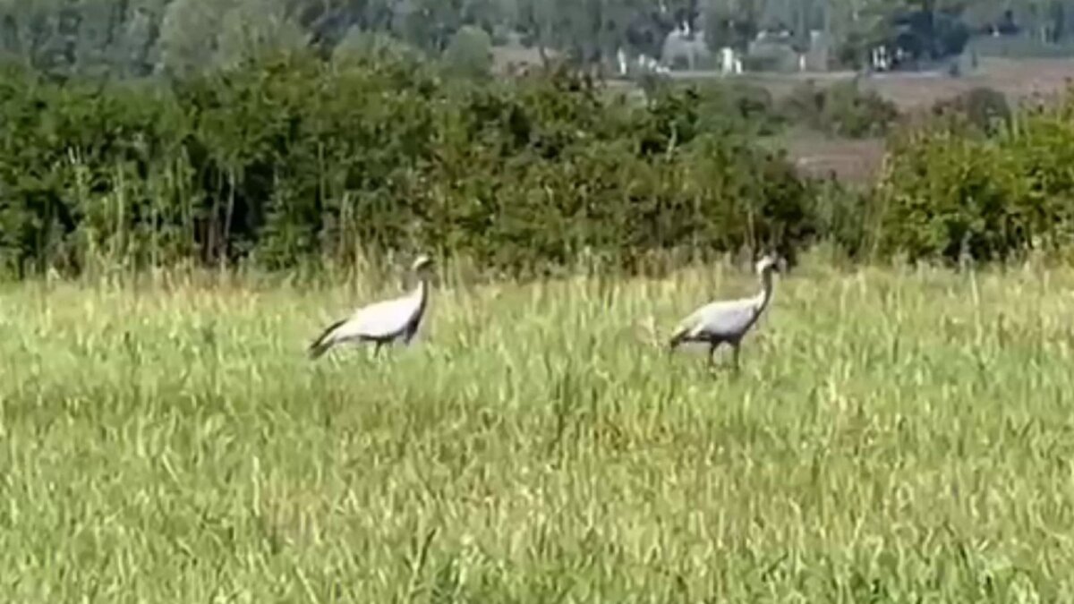     В Большемуртинском заказнике сняли на видео прогулку краснокнижных журавлей-красавок.