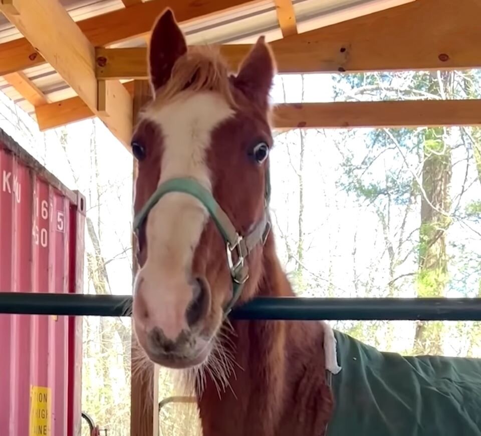 Благодаря человеческой заботе, животное стало постепенно приходить в себя и превращаться в настоящего красавца