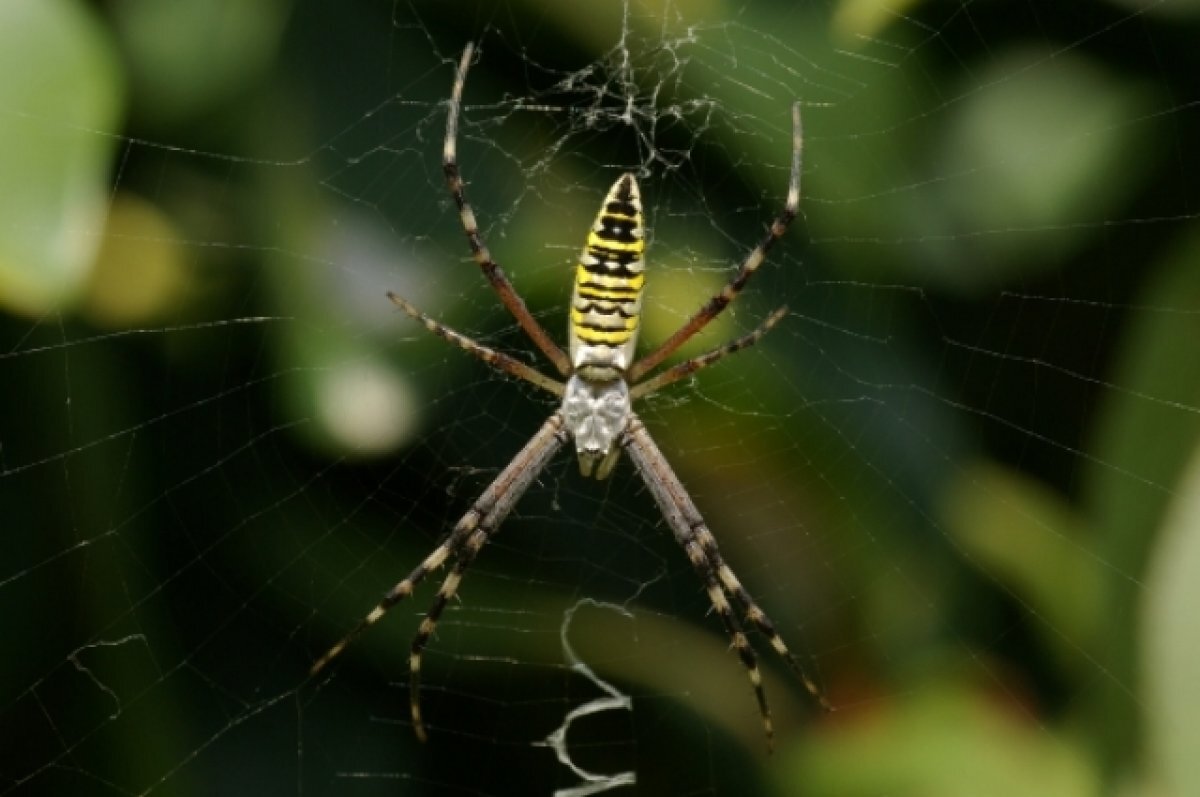    В Московской области появились крупные пауки-осы
